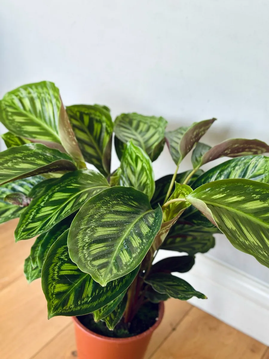 Calathea Flamestar in 19cm pot and 70cm in height - Image 4