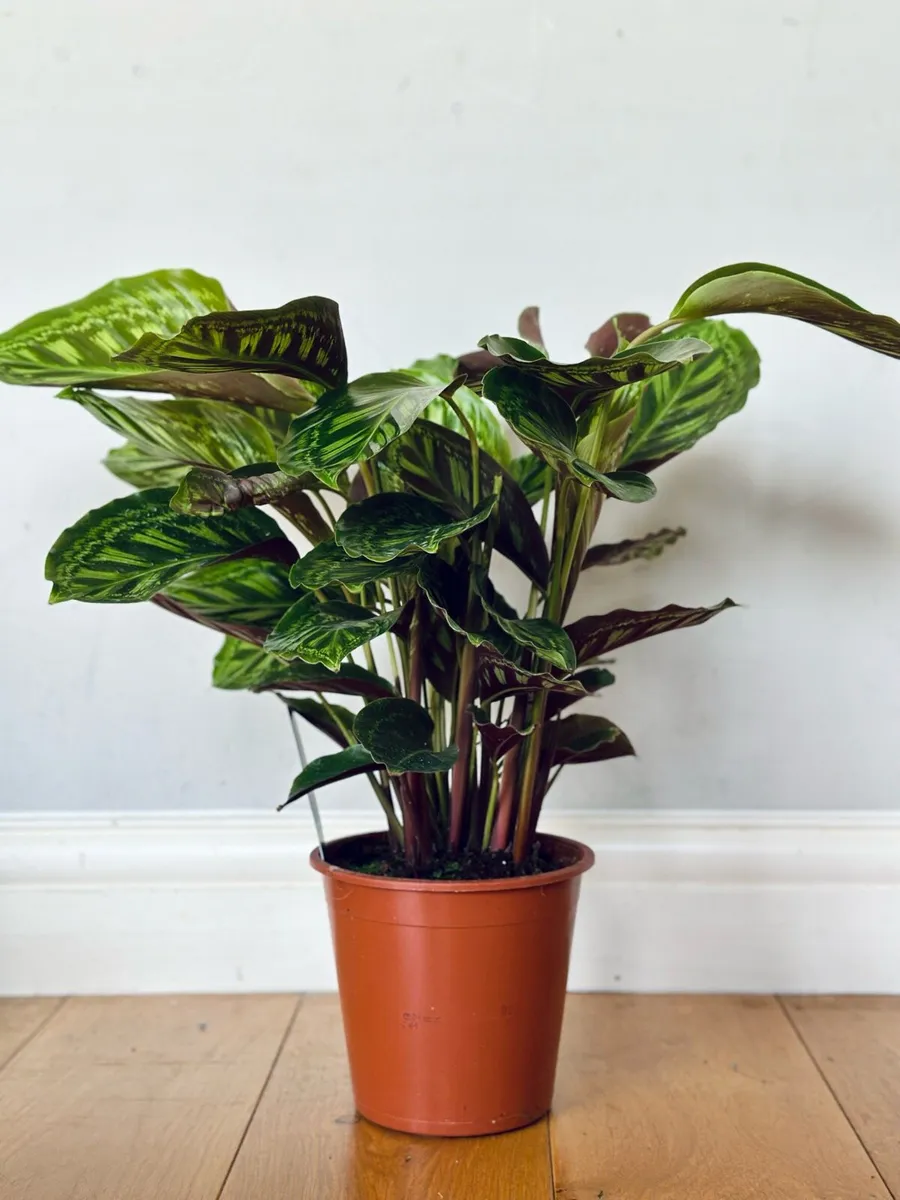 Calathea Flamestar in 19cm pot and 70cm in height - Image 1