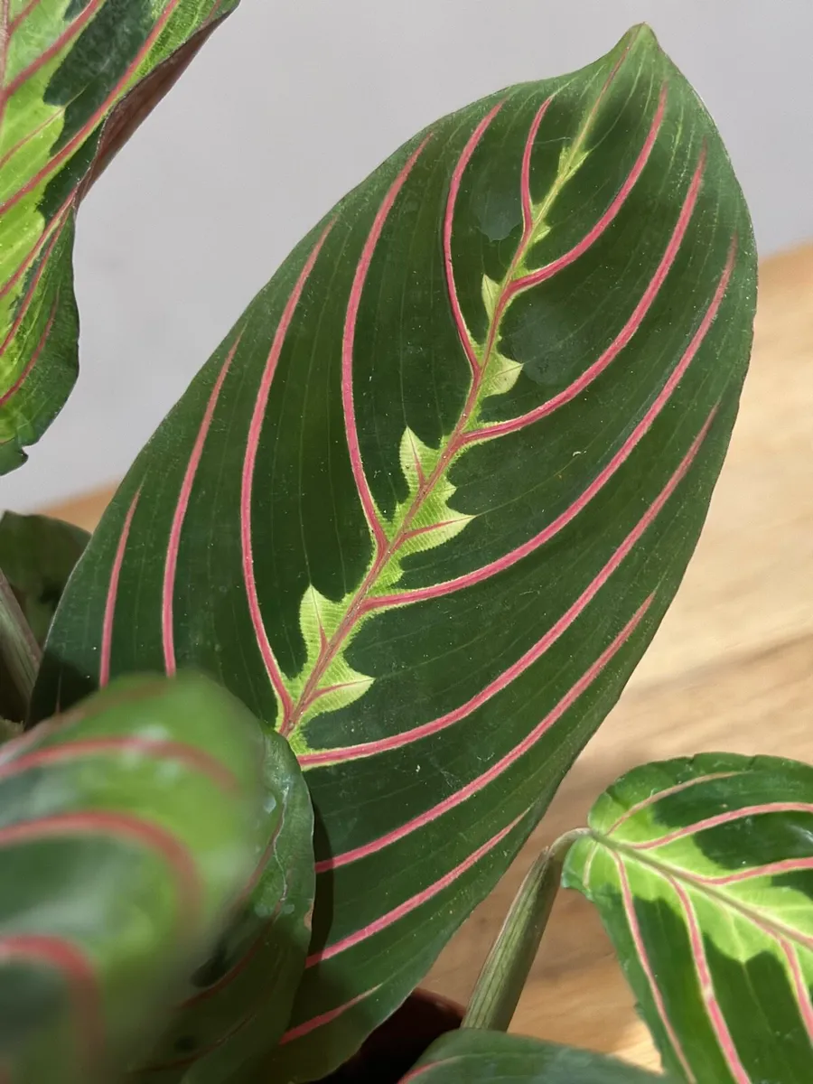 Maranta Leuconeura ‘tricolour’ prayer plant - Image 3
