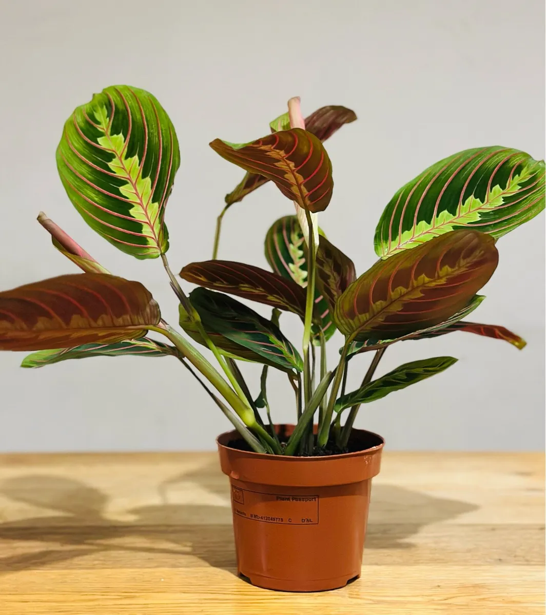 Maranta Leuconeura ‘tricolour’ prayer plant - Image 4