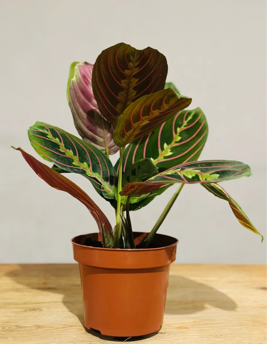 Maranta Leuconeura ‘tricolour’ prayer plant - Image 1