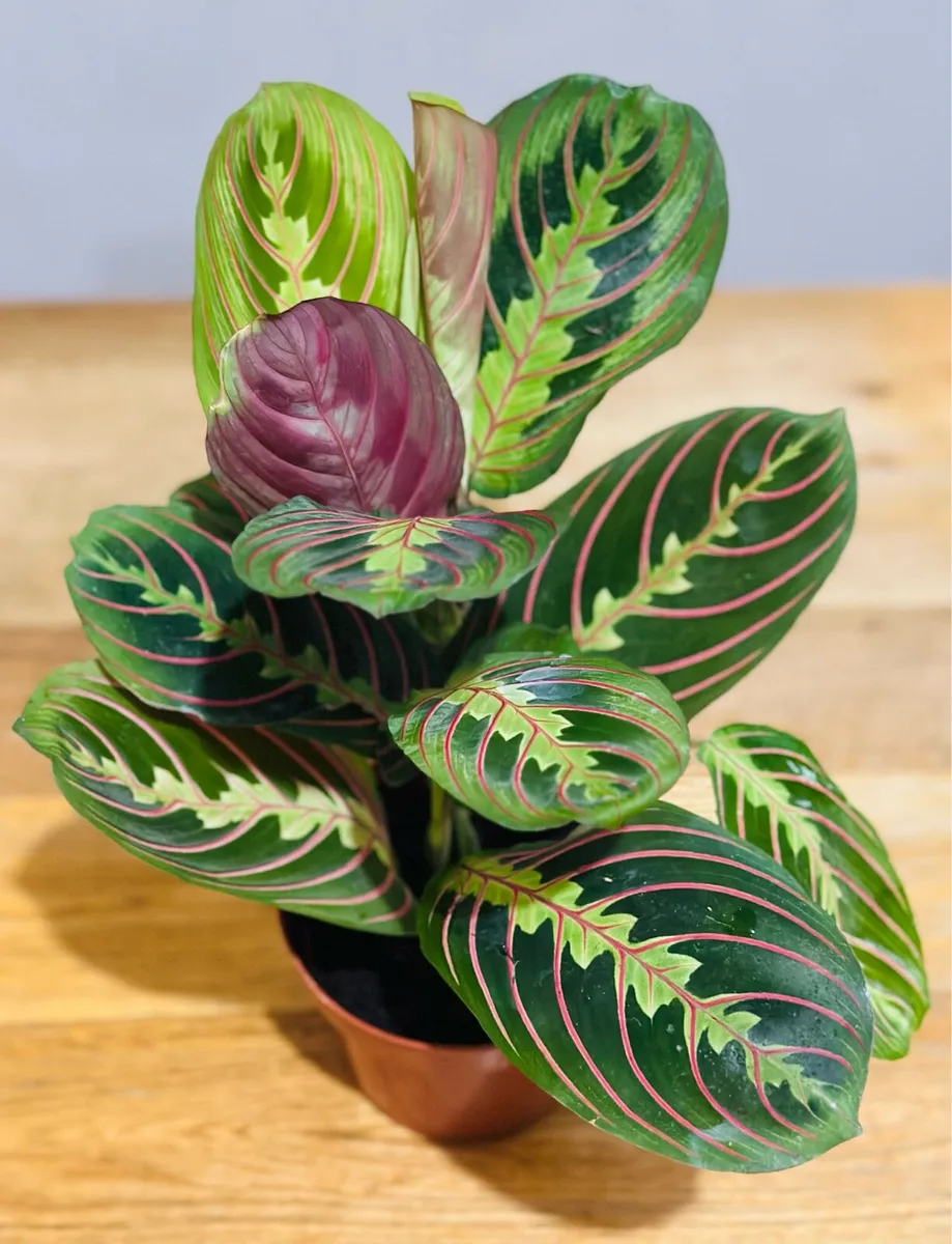 Maranta Leuconeura ‘tricolour’ prayer plant - Image 2