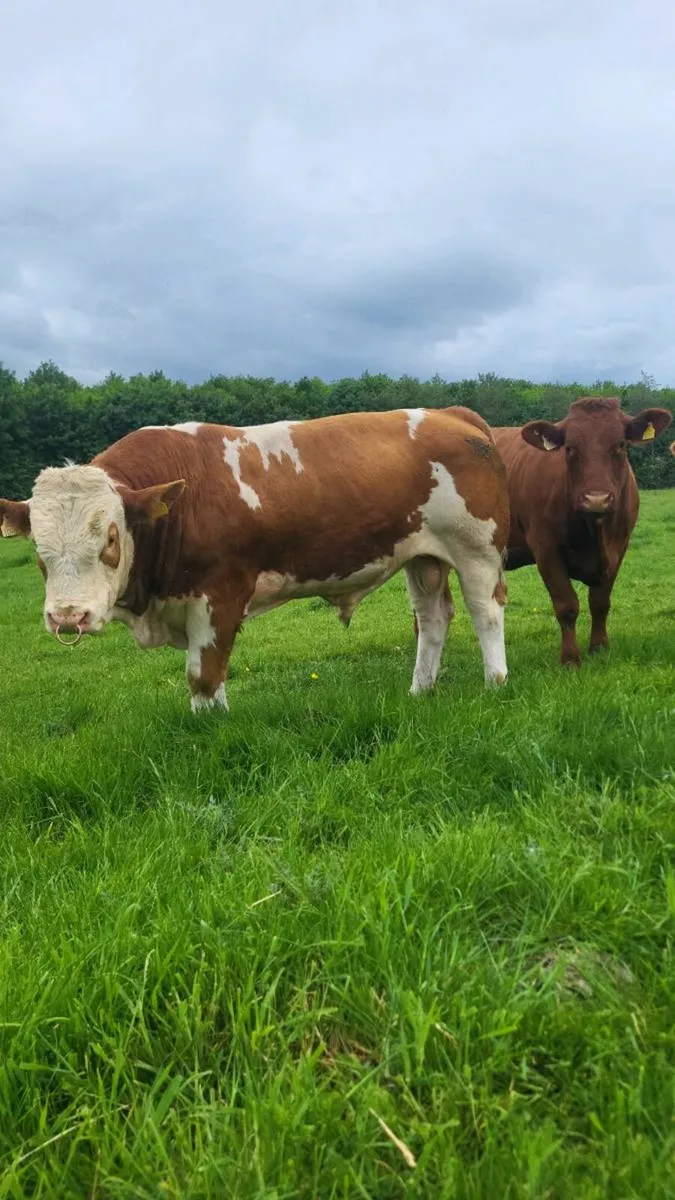 Simmental bull - Image 1