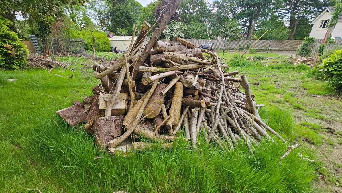 Fire wood - Image 2
