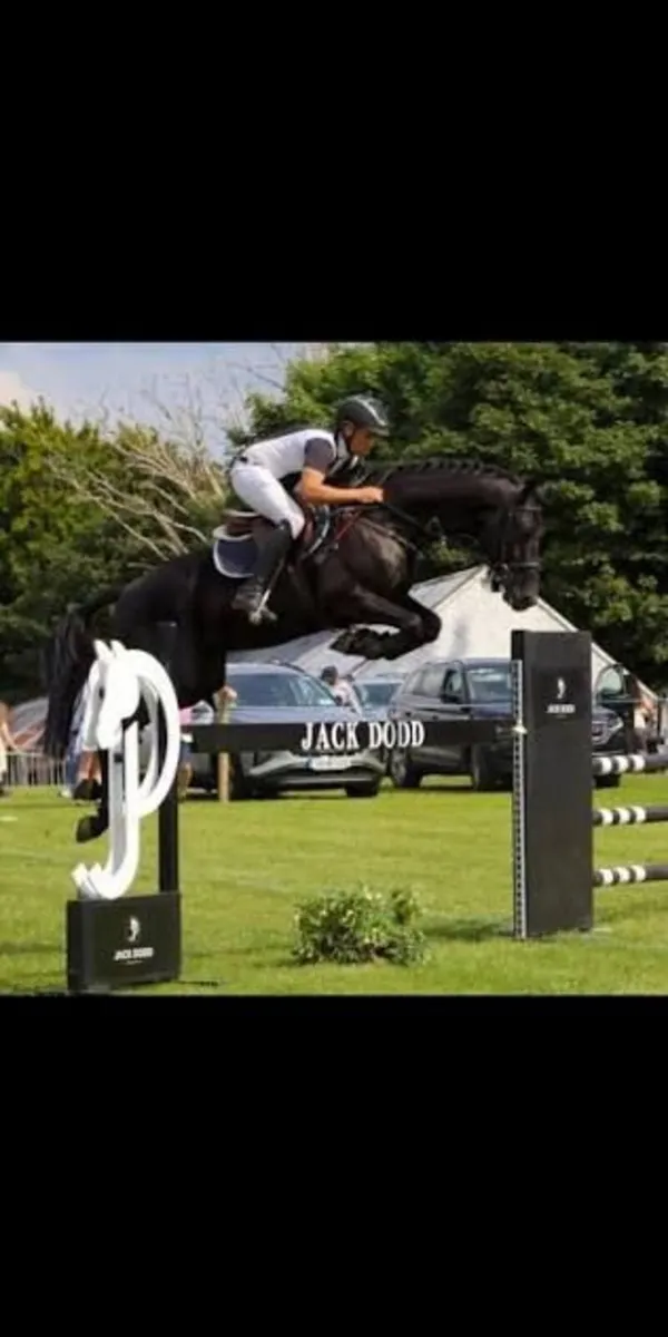 Sligo Cavalier Candy - Stallion at stud - Image 3