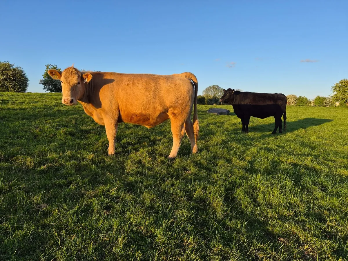 Organic In-Calf Heifers - Image 1