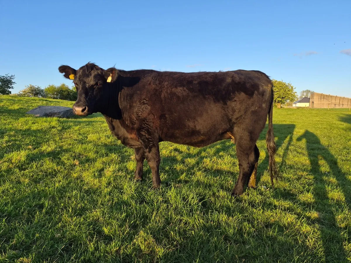 Organic In-Calf Heifers - Image 2