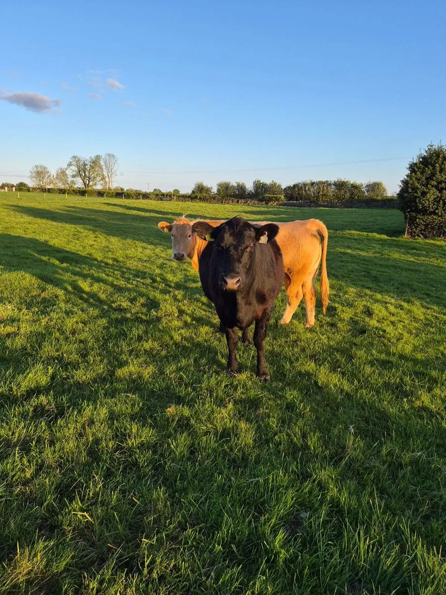 Organic In-Calf Heifers - Image 3