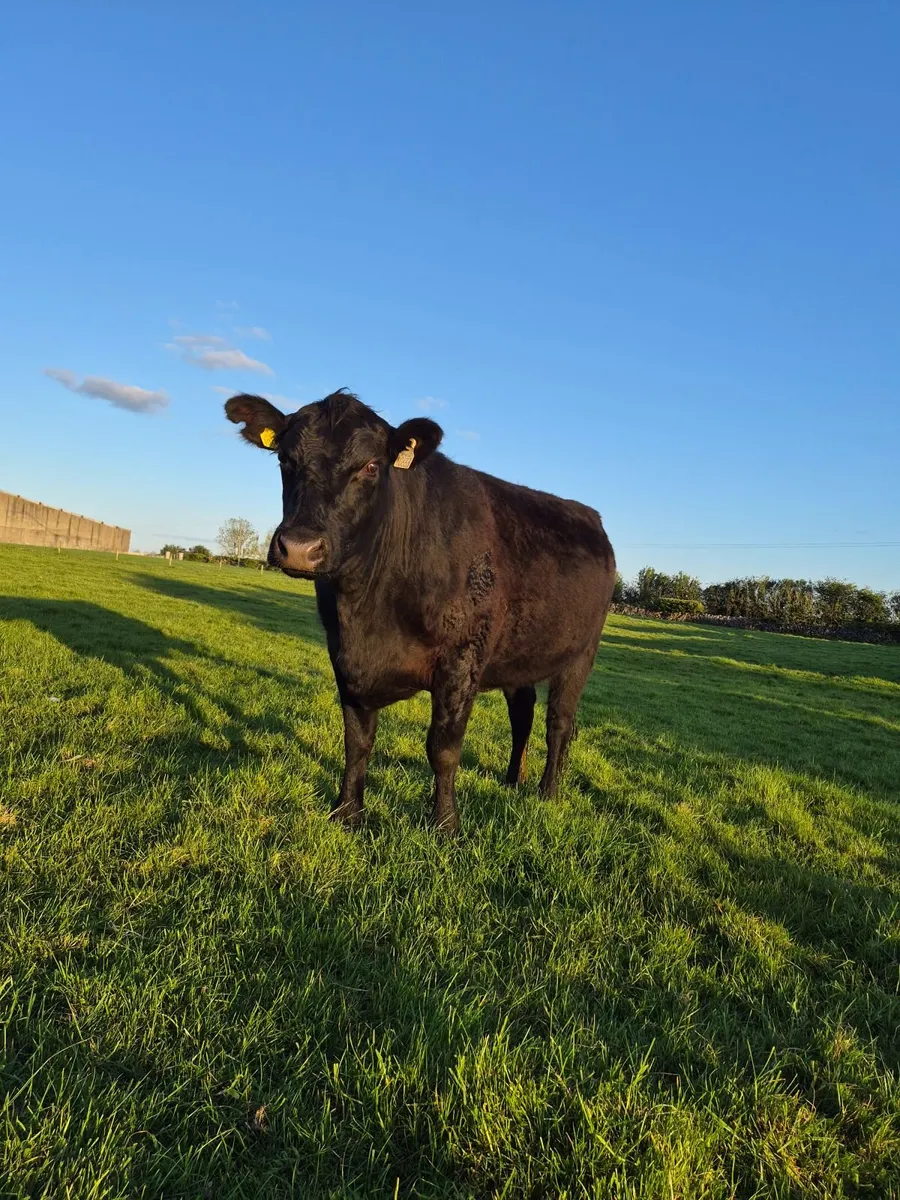 Organic In-Calf Heifers - Image 4