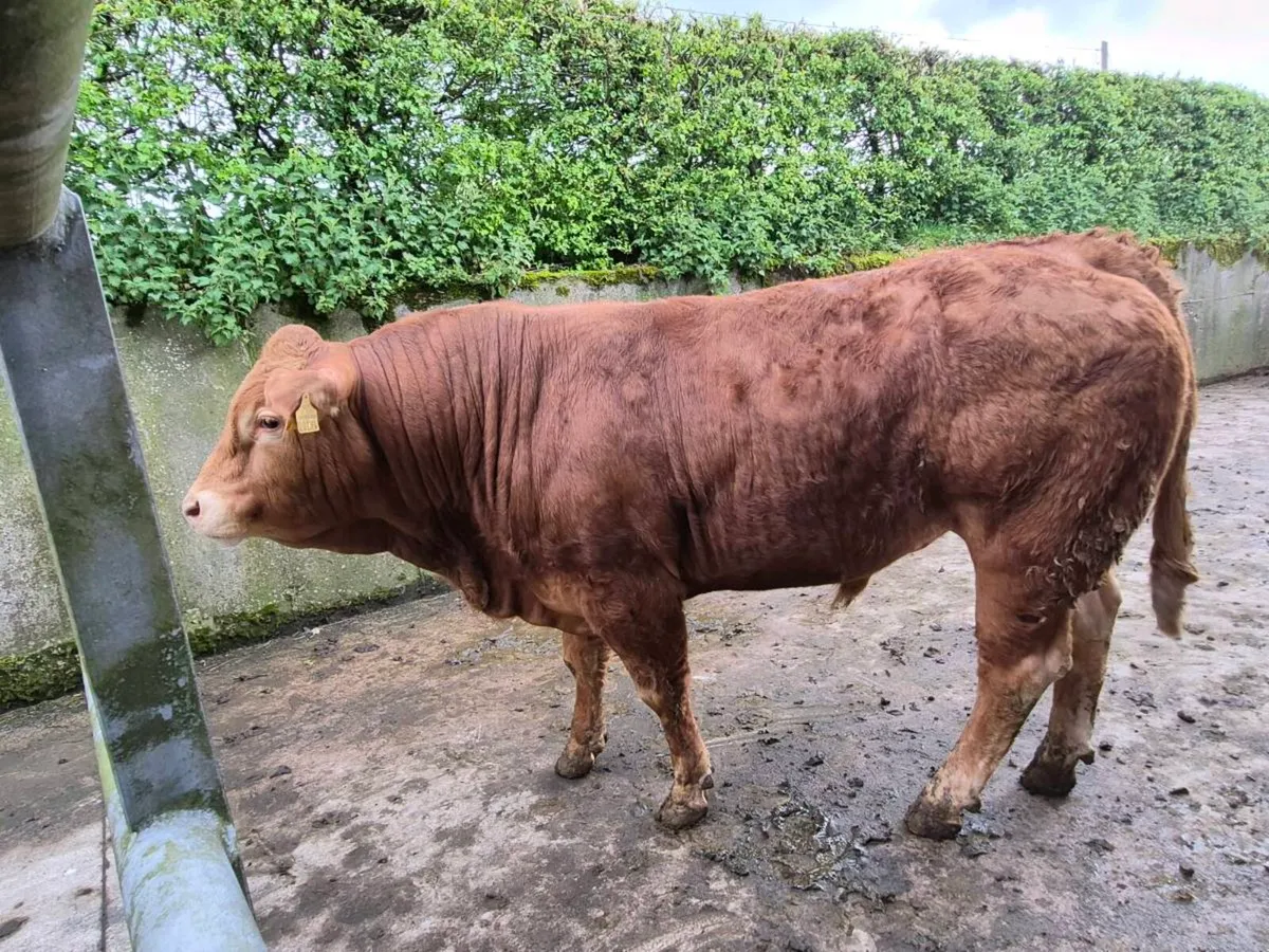 Livestock - Image 1