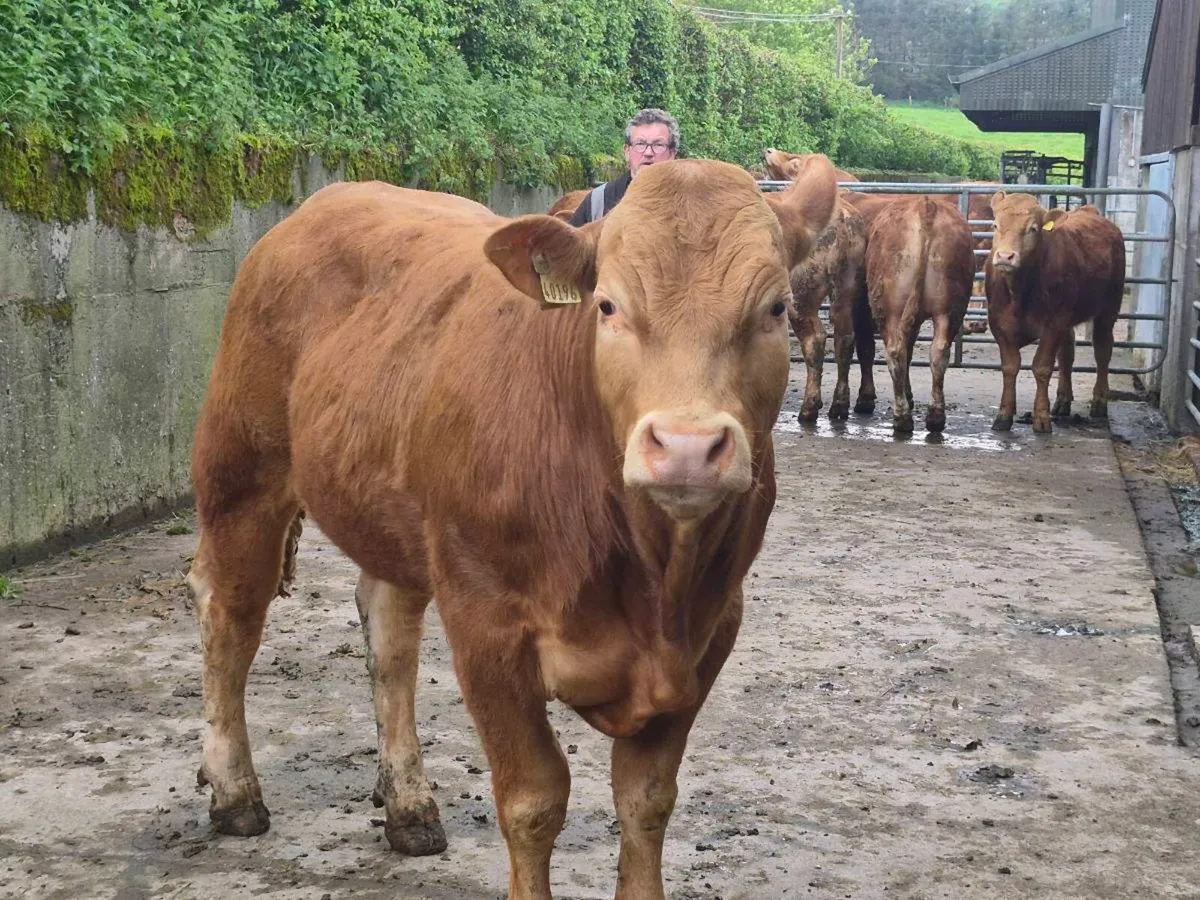 Livestock - Image 2