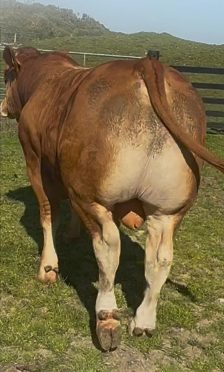 Super Young Limousin bull - Image 3
