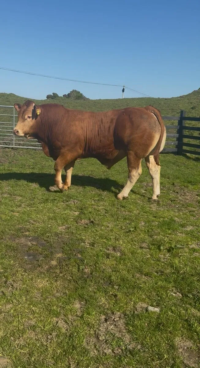 Super Young Limousin bull - Image 4
