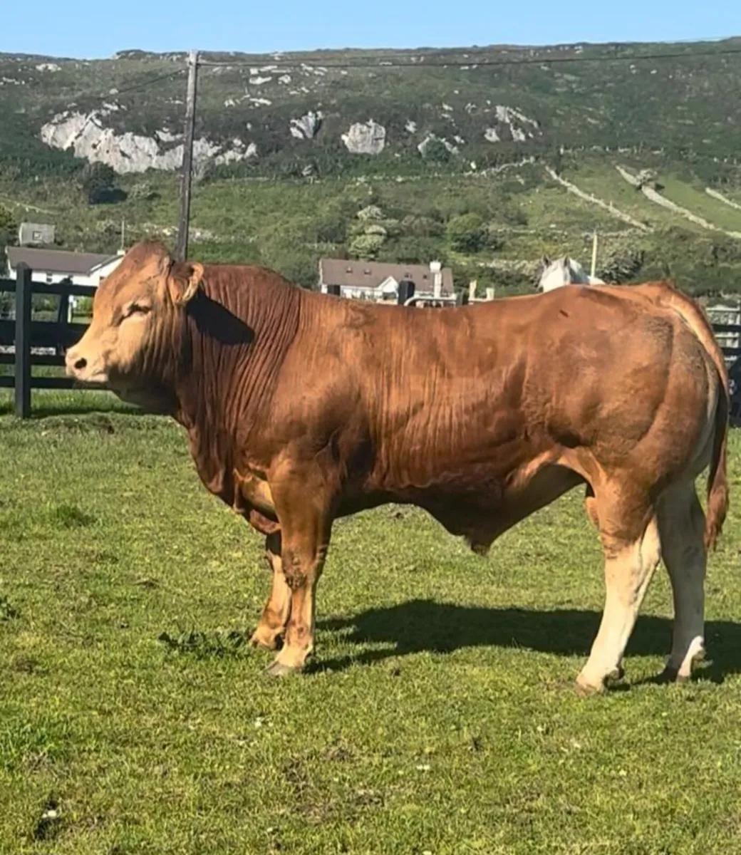 Super Young Limousin bull - Image 1