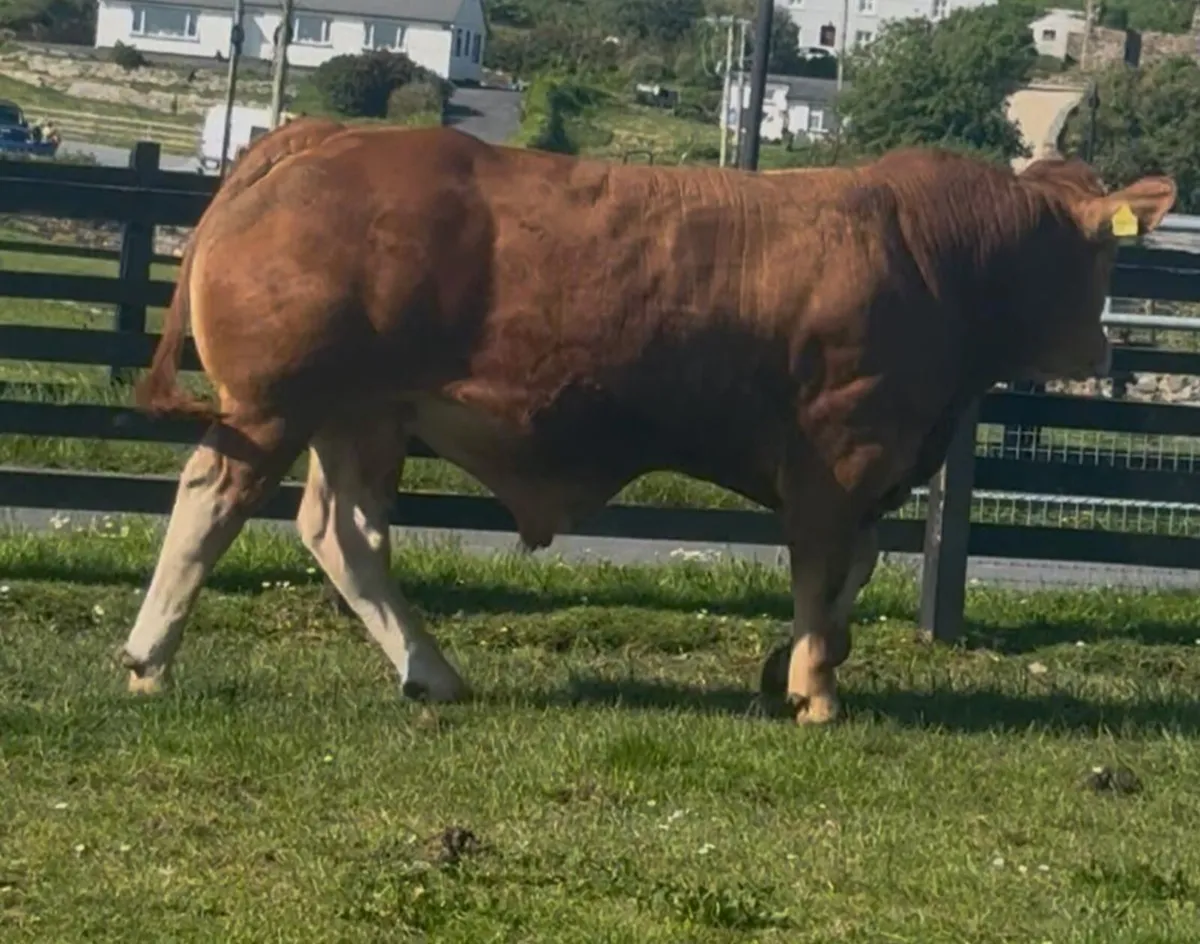 Super Young Limousin bull - Image 2