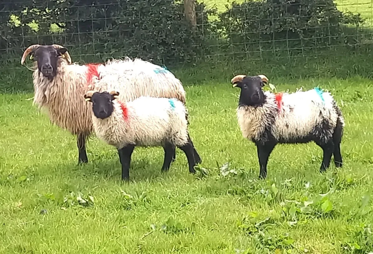 MOUNTAIN  EWE WITH 2   LAMBS
