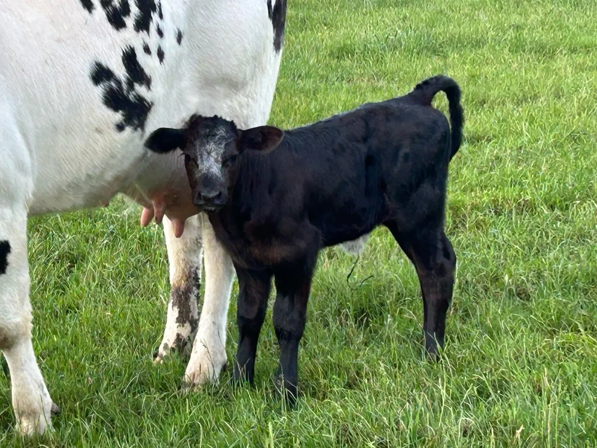 Smashing calved cow and bull calf - Image 2