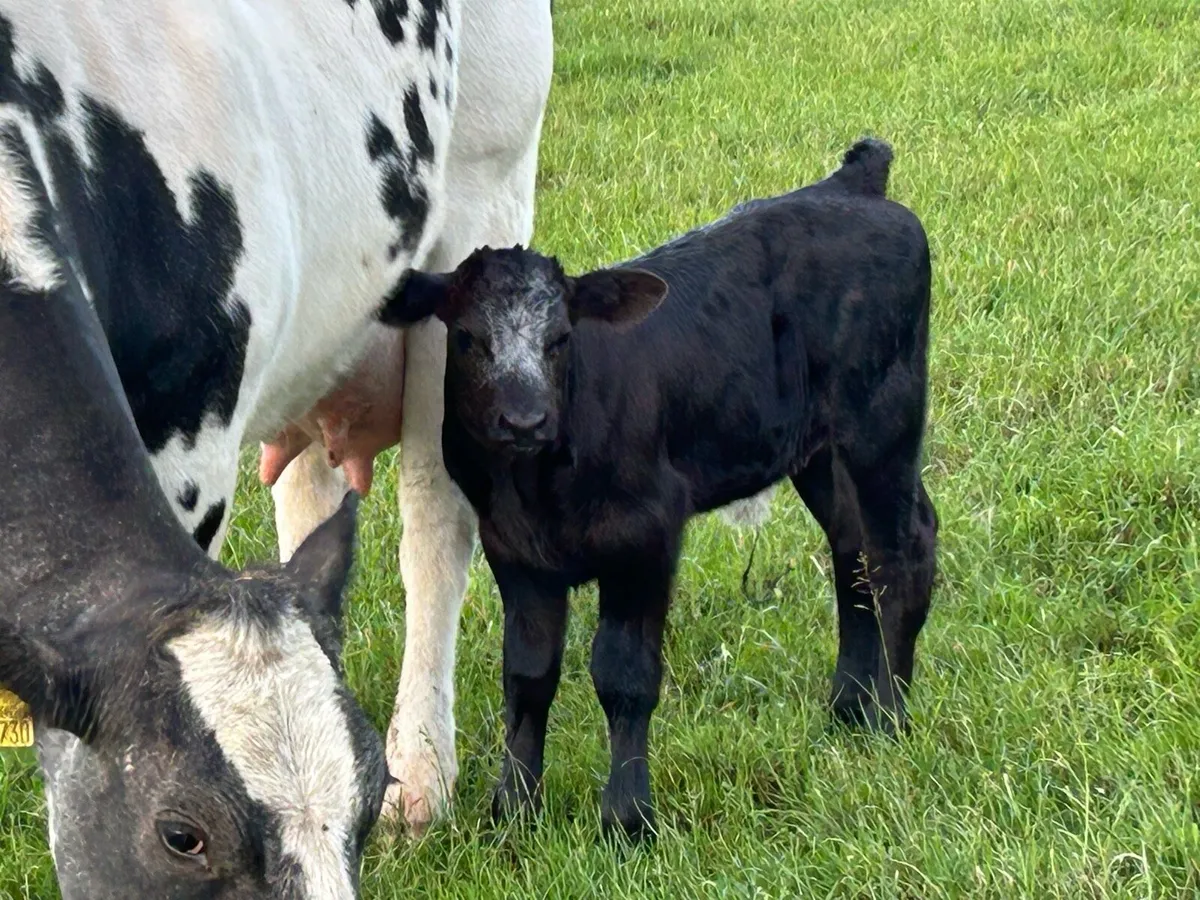 Smashing calved cow and bull calf - Image 3