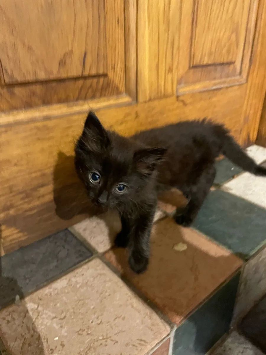 Kittens - Image 4