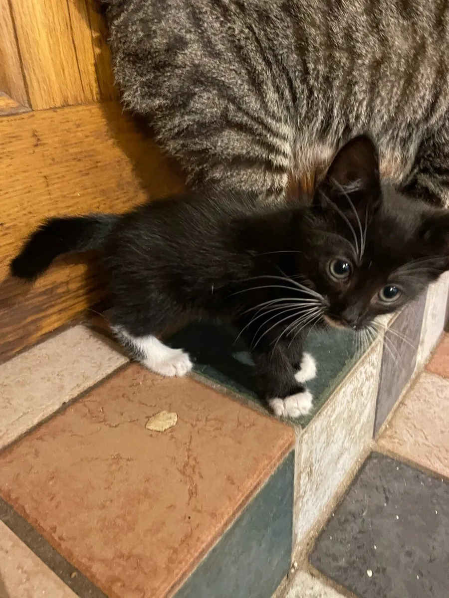 Kittens - Image 1