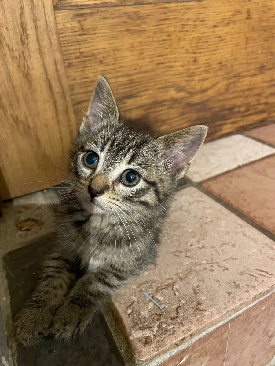 Kittens - Image 2