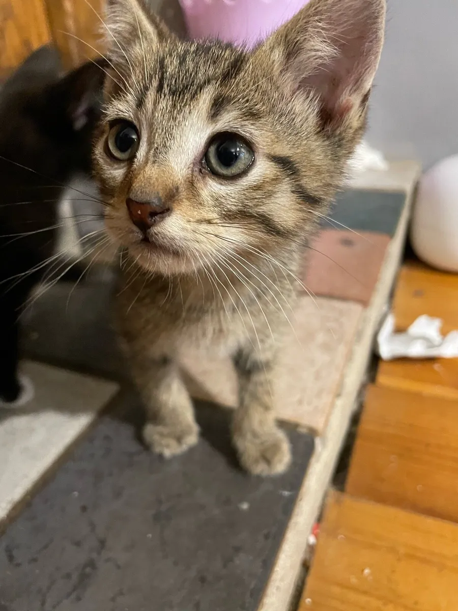 Kittens - Image 3