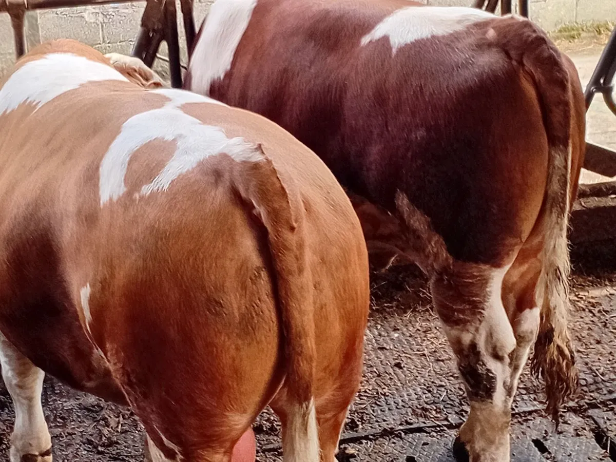 PBR Simmental Bull - Image 3