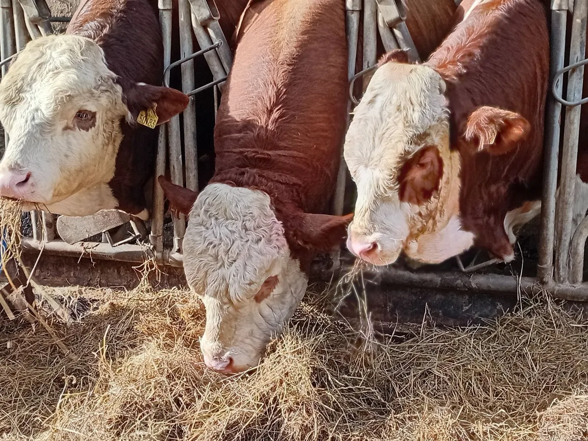 PBR Simmental Bull - Image 2