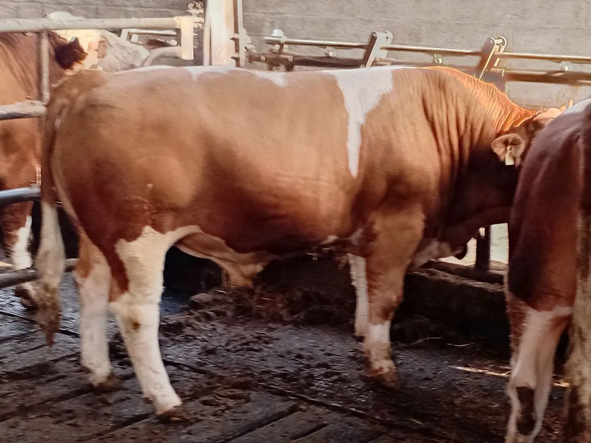 PBR Simmental Bull - Image 4