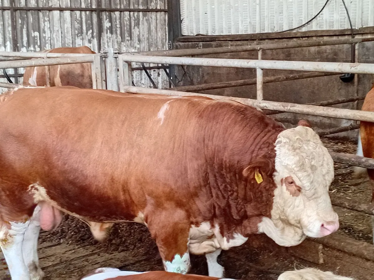 PBR Simmental Bull - Image 1