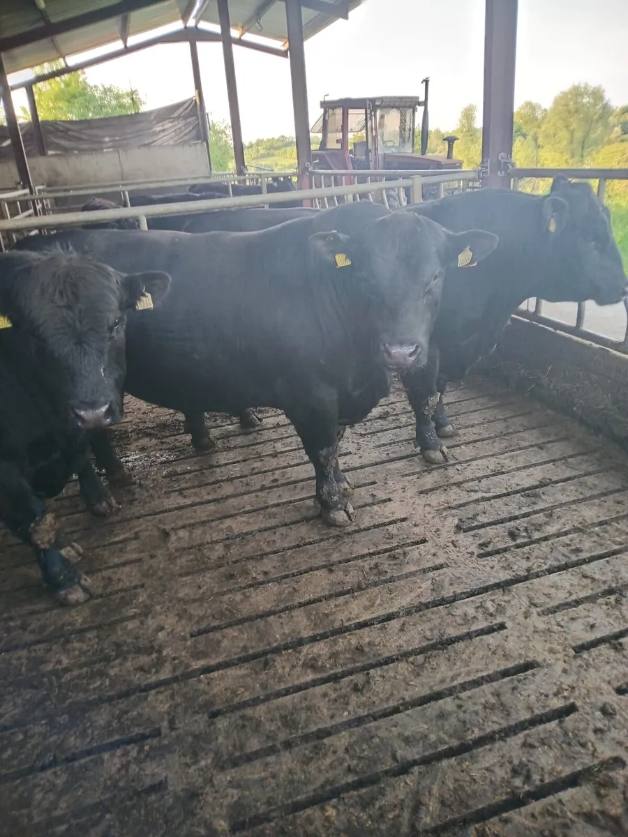 2 Year old PBR Angus Bulls - Image 1