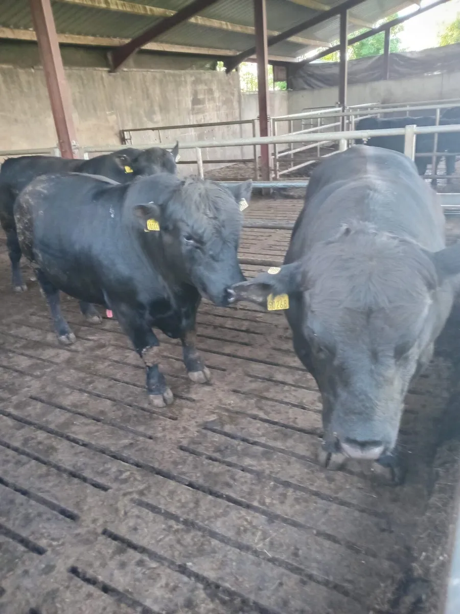2 Year old PBR Angus Bulls - Image 2