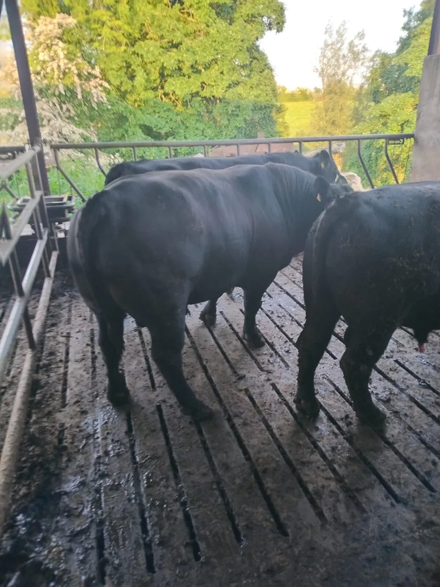 2 Year old PBR Angus Bulls - Image 3