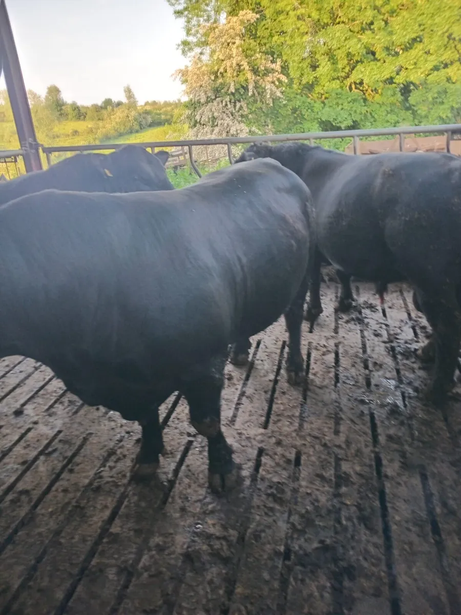 2 Year old PBR Angus Bulls - Image 4