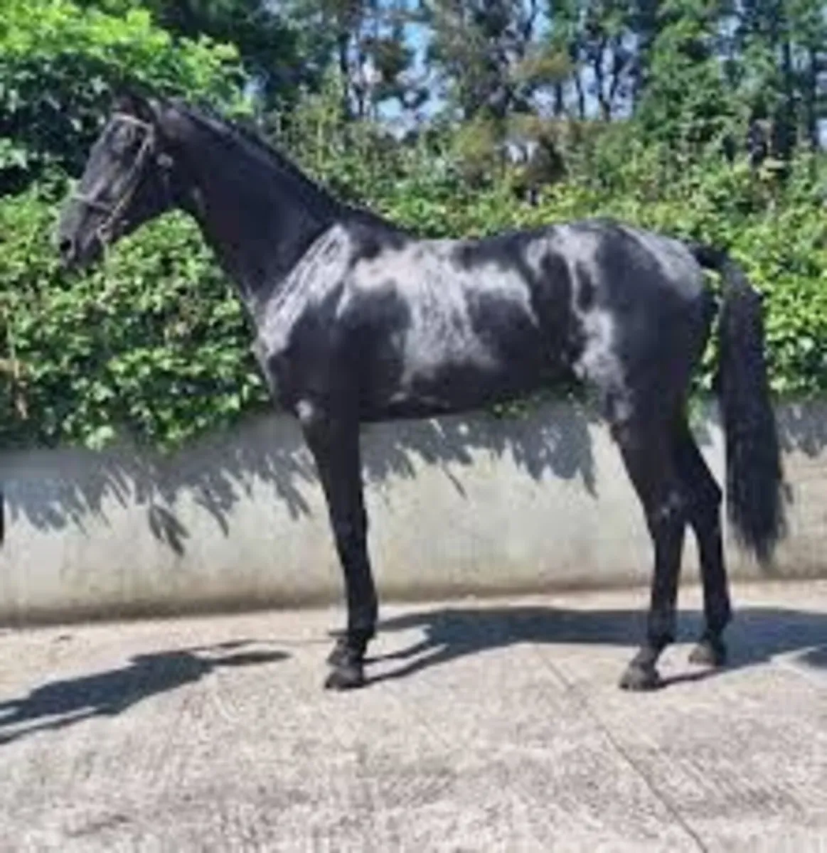 Sligo Cavalier Candy - Stallion at stud - Image 1