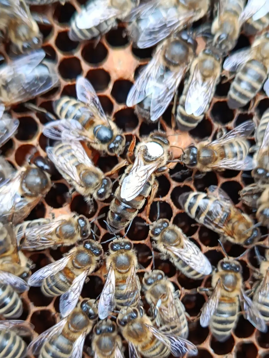 Queen Bees