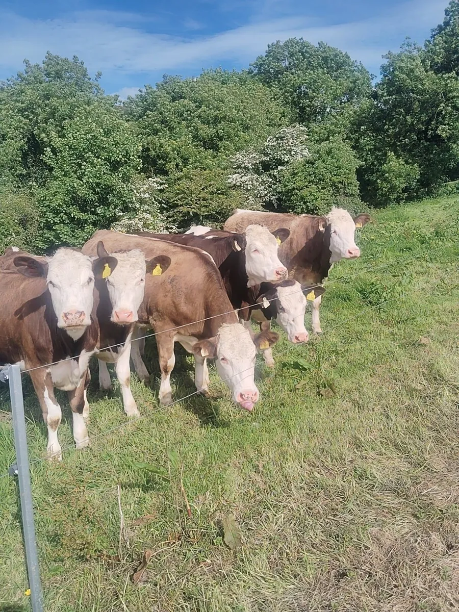 Maiden simmental heifers - Image 2