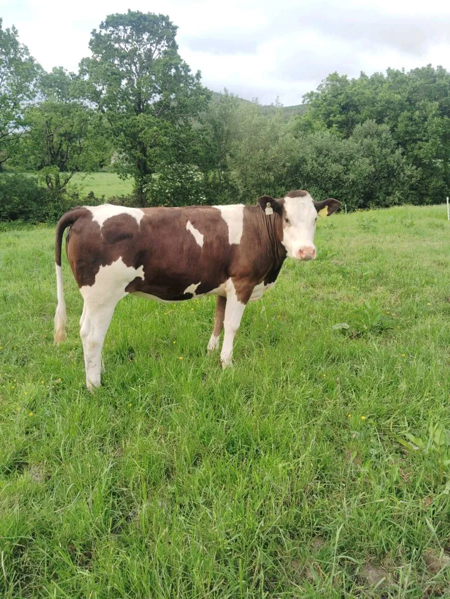 Maiden simmental heifers - Image 3