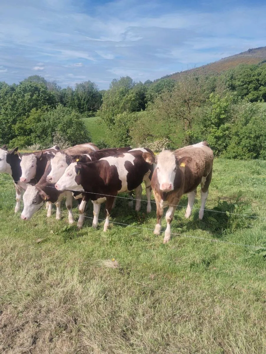 Maiden simmental heifers - Image 1