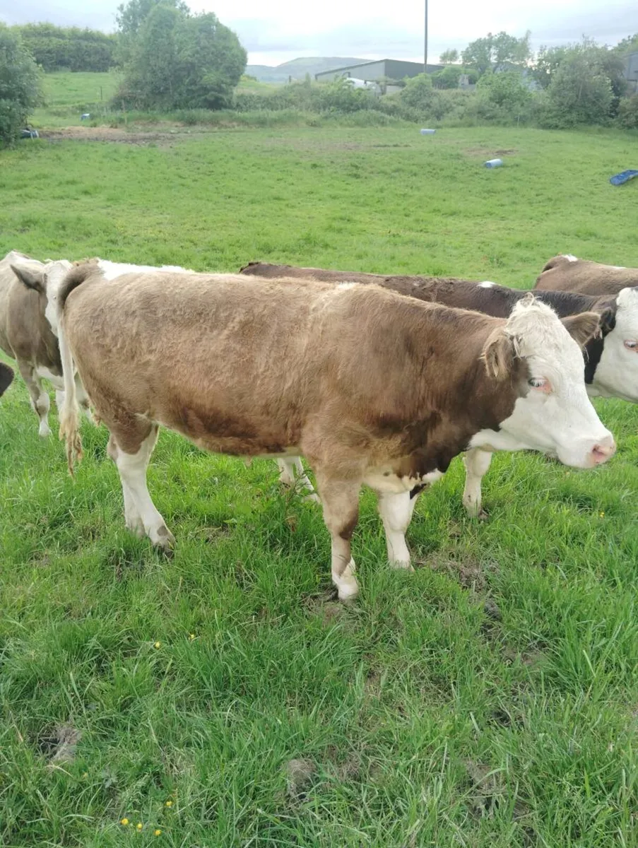 Maiden simmental heifers - Image 4