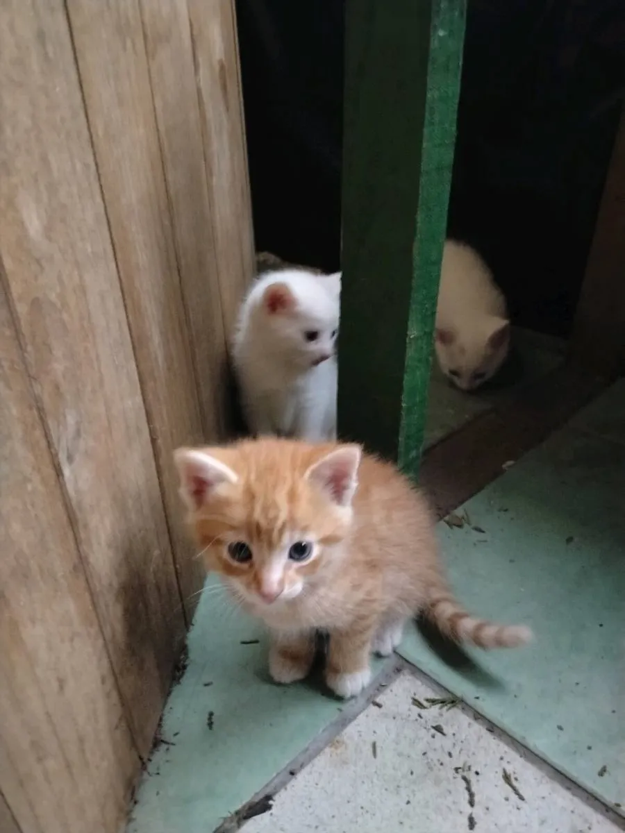 4 lovely kittens for sale - Image 2