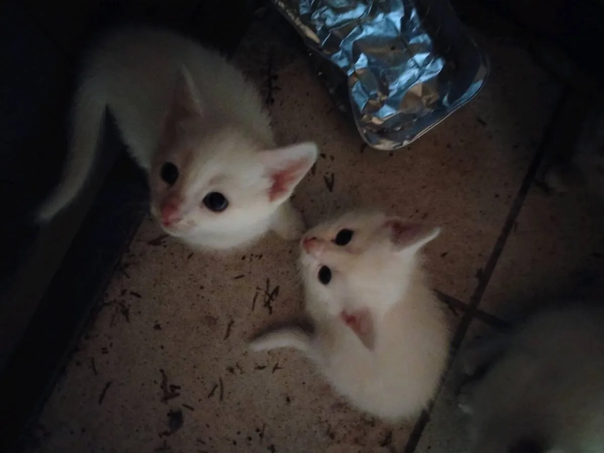 4 lovely kittens for sale - Image 3