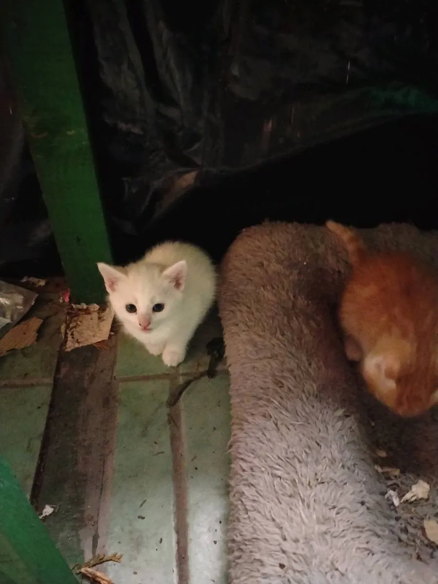 4 lovely kittens for sale - Image 4