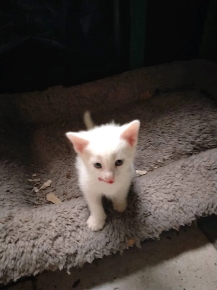 2 white kittens left - Image 4