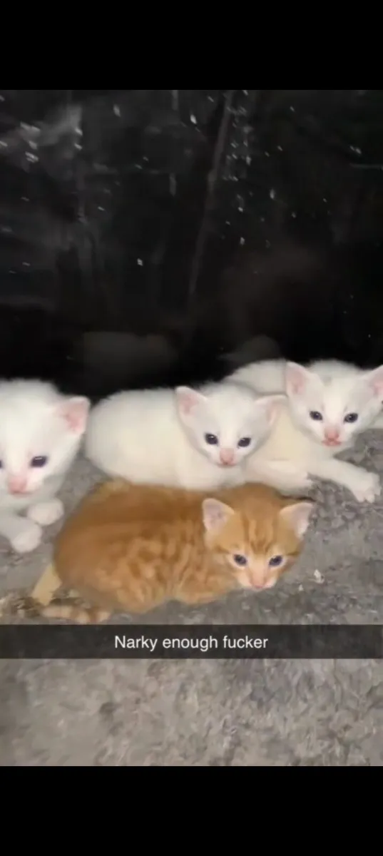 4 lovely kittens for sale - Image 1