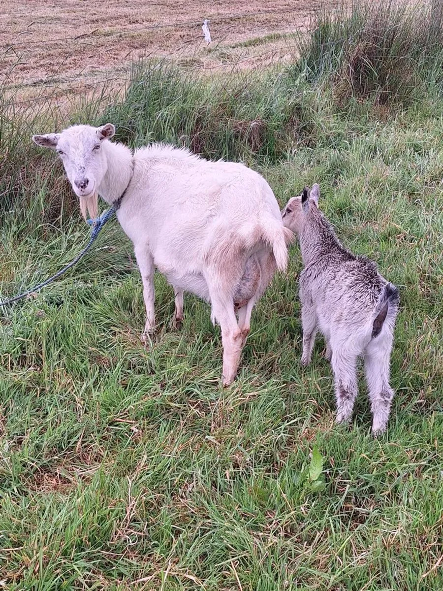 Goat - Image 1