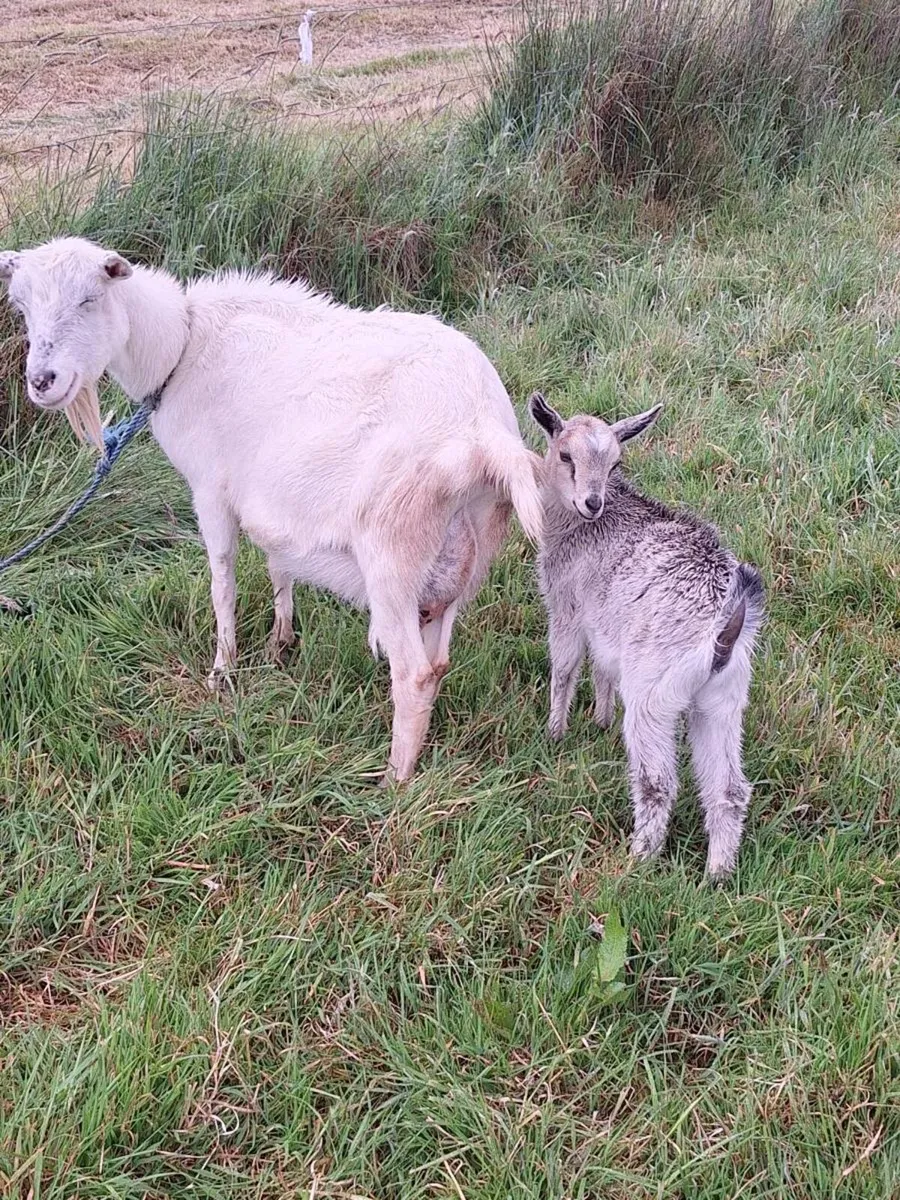 Goat - Image 2