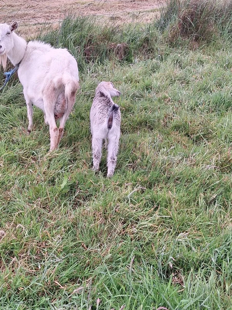 Goat - Image 3