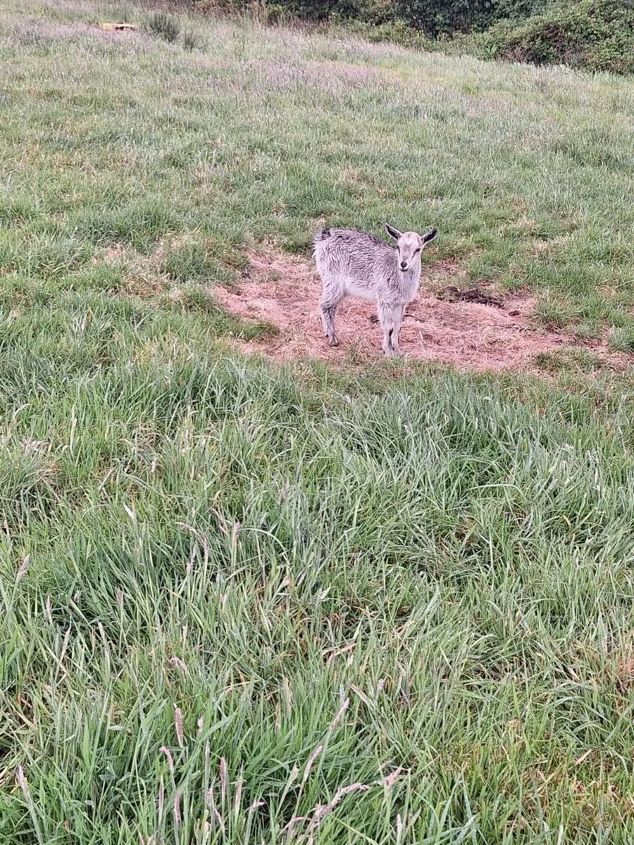 Goat - Image 4
