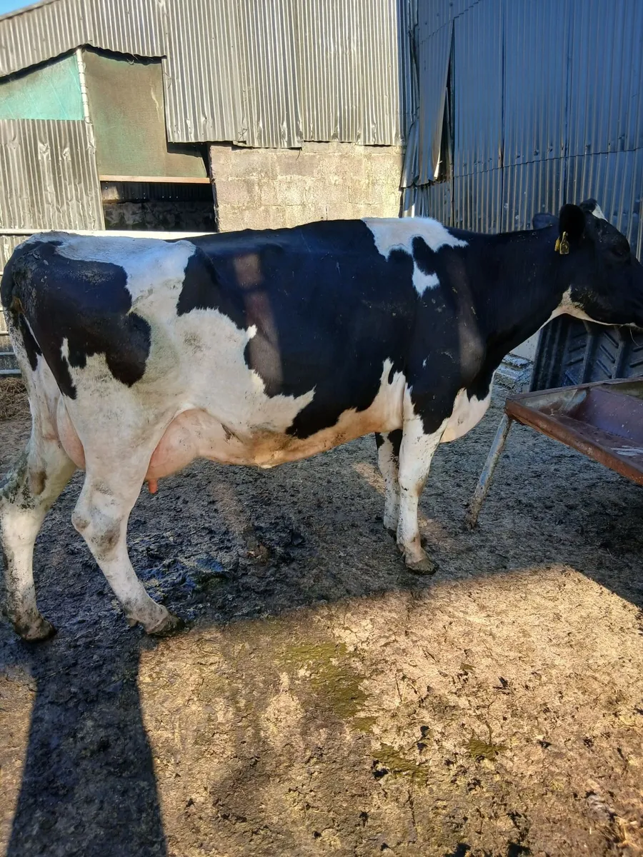Fr cows - Image 1